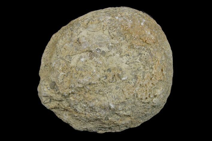 Silurain Fossil Sponge (Astraeospongia) - Tennessee #174241